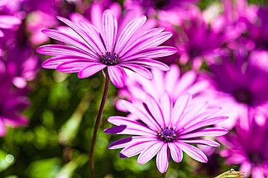 CDPR解释放弃自家引擎 改用虚幻5引擎的原因